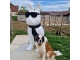 STATUA CAGNOLINO BULLDOG FRANCESE IN RESINA NERA TRASH 190 CM