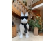 STATUA CAGNOLINO BULLDOG FRANCESE IN RESINA NERA TRASH 190 CM