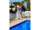 STATUA CAGNOLINO BULLDOG FRANCESE IN RESINA NERA TRASH 190 CM