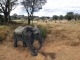 ELEFANTE IN RESINA LUNGHEZZA 100 CM